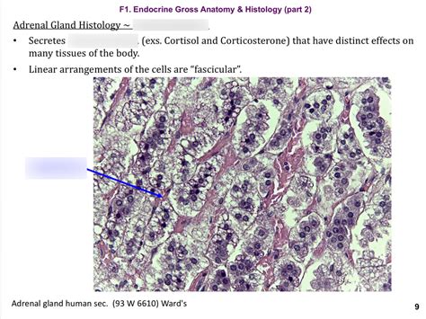 Adrenal Gland Histology: Zona Fasciculata Diagram | Quizlet