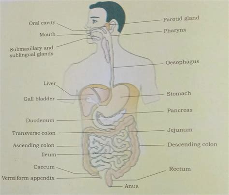 NCERT Class 11 Biology Chapter 16 Notes Digestion And Absorption