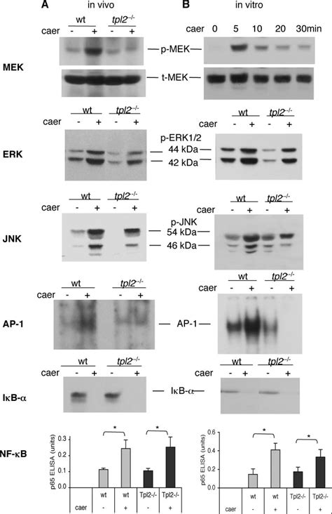 Effects Of Tpl2 Ablation On Proinflammatory Kinase And Transcription