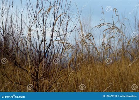 Field Of Wild Grass Blowing And Waving In The Wind With Bright Sunlight