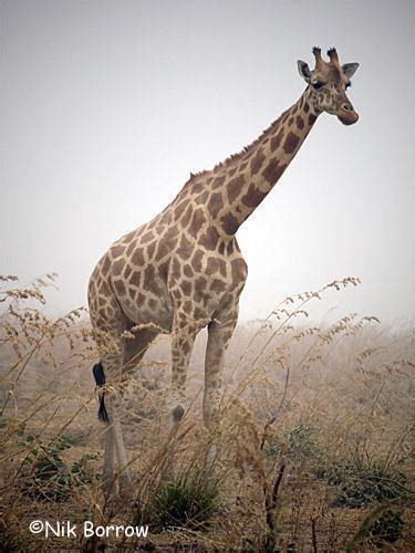 Kordofan giraffe - Alchetron, The Free Social Encyclopedia