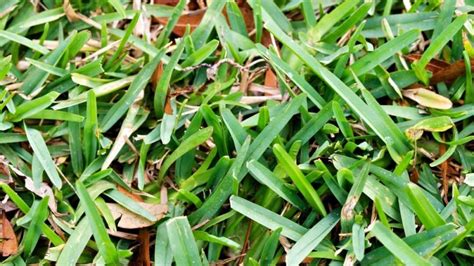 How To Make St Augustine Grass Spread Quickly Pro Tips