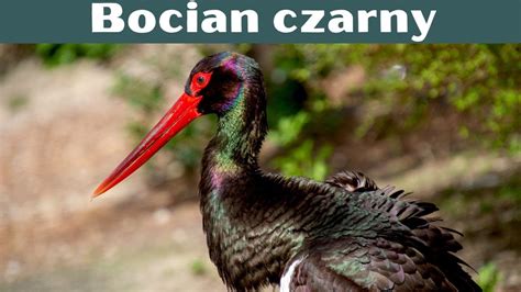 Bocian Czarny Ciekawostki Shorts YouTube