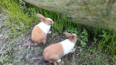 খরগোস কি কি খায় । খরগোশ পালন Rabbit Rearing Rabbit Price In