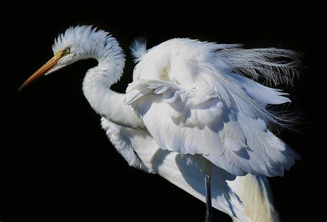 Fine Feathers Great White Egret Photograph By Paulette Thomas Fine