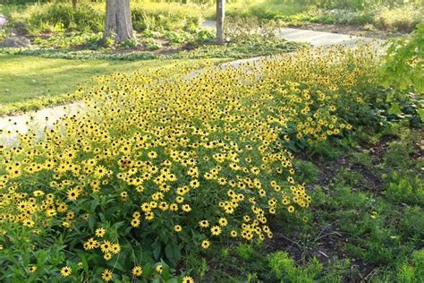 Heres Our Guide To Growing Native Plants • Missouri Life Native