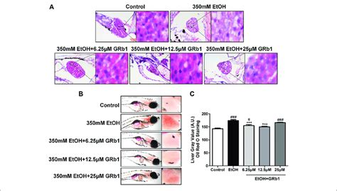 Grb1 Alleviates Alcohol Induced Hepatic Steatosis In Zebrafish