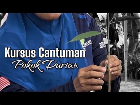 Menghadiri Kursus Cantuman Pokok Durian Anjuran Jabatan Pertanian YouTube