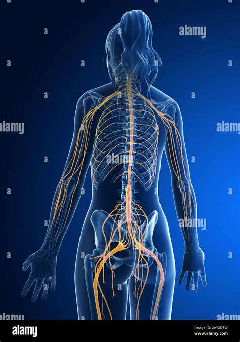 D Rendered Medical Illustration Female Nerves Stock Photo Alamy