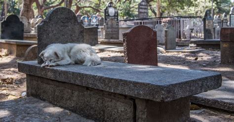 Ce Chien Sallonge Sur La Tombe De Son Ma Tre Ce Quil Fait Ensuite A