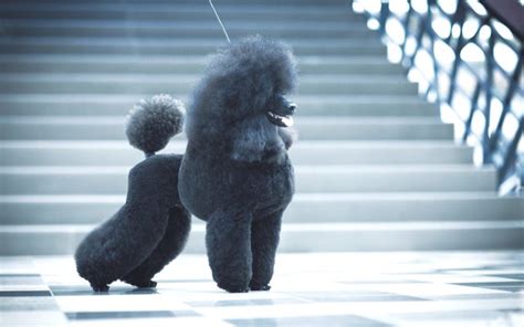 Poodle Colors: 12 Amazing Color Variations From Common To Rare