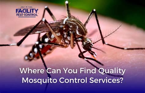 Where Can You Find Quality Mosquito Control Services Facility Pest