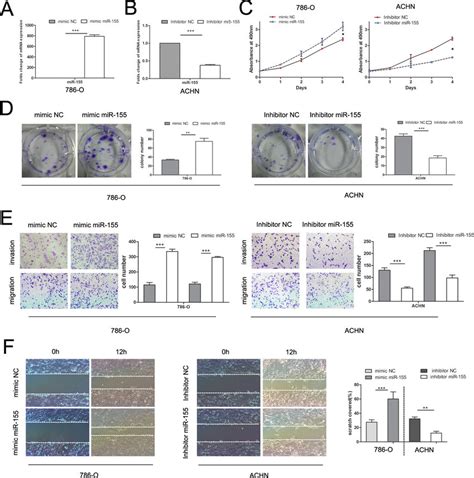 Influence Of MiR 155 On Tumor Cell Proliferation Migration And