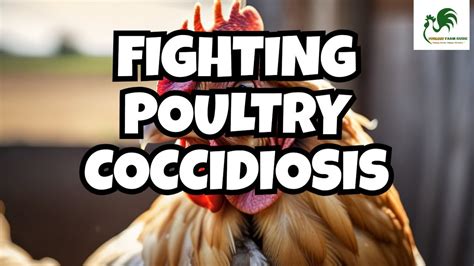 The Truth About Poultry Coccidiosis Exposed Coccidiosis Treatment And Symptoms In Chicken Youtube