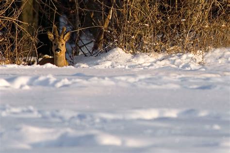 gut getarnt Forum für Naturfotografen