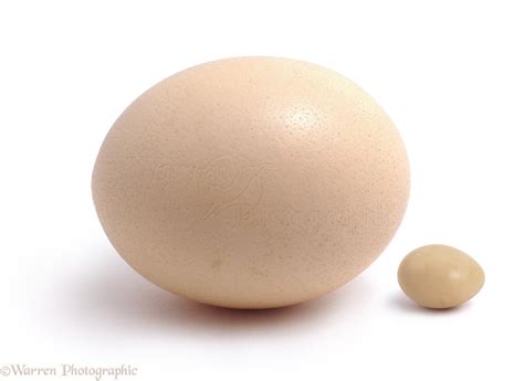 Ostrich egg and hen's egg photo WP04858