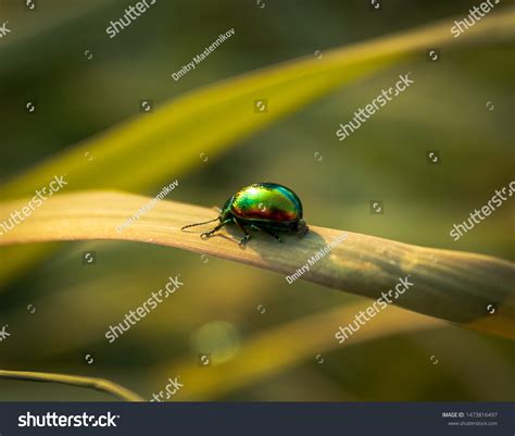 Chrysolina Cerealis Rainbow Leaf Beetle Snowdon Stock Photo 1473816497