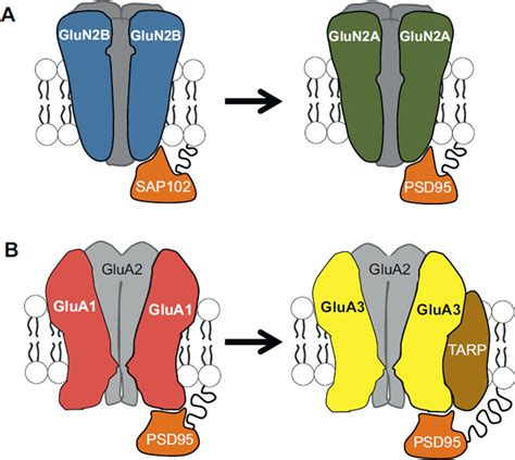 Developmental Modifications To Ampa Receptors And Nmda Receptors At