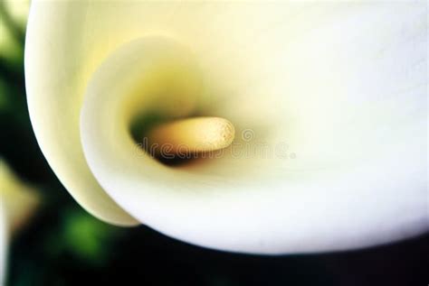 Arum Lily stock image. Image of soft, delicate, flower - 156153