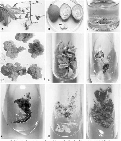 Figure 1 From Somatic Embryogenesis And Plantlet Regeneration In Mango