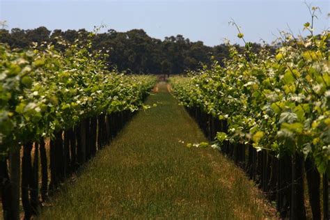 Browse Our List Of Over 100 Wineries In Margaret River See Why The