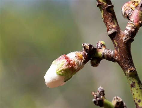 Poda Del Almendro C Mo Hacerlo Y Las Mejores Fechas