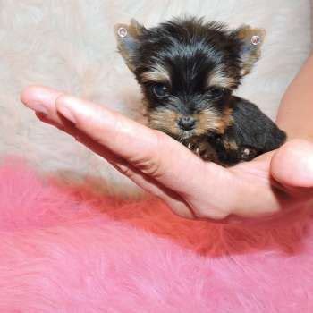 Whats The Difference Between Toy And Teacup Yorkies