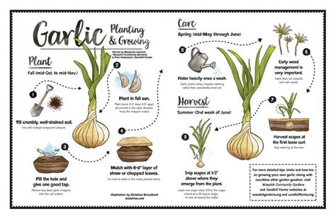 Click On The Image For A Quick Infographic On How To Plant And Grow