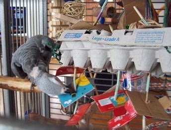 Homemade Toys For Parrotlets - Home Alqu