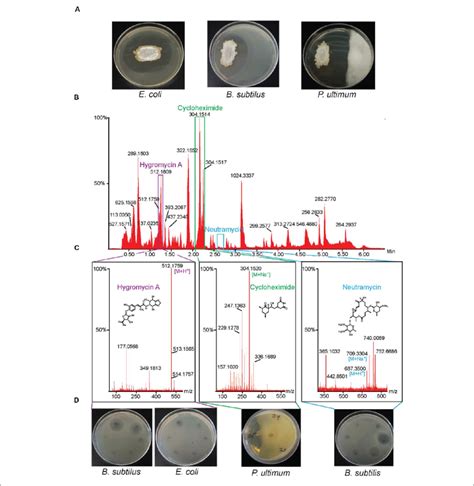 Isolation Of Antibiotics From Streptomyces Sp Aw A Streptomyces