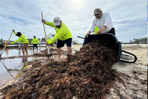 Coordinan Acciones Para Atender Recale At Pico De Sargazo En Isla