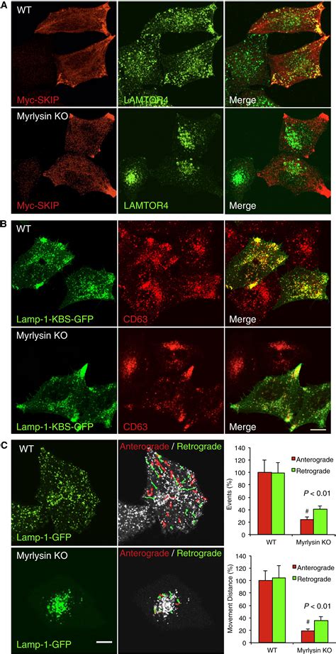 Borc A Multisubunit Complex That Regulates Lysosome Positioning