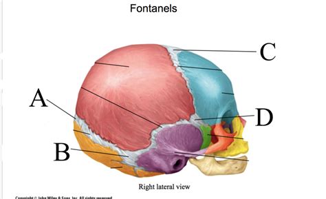 Fontanels Diagram Quizlet