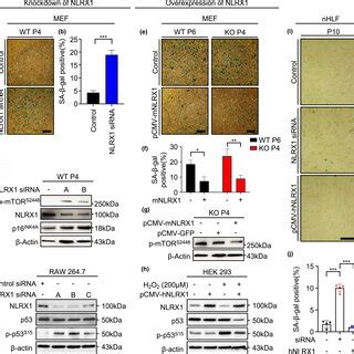 Nucleotidebinding Domain And Leucinerichrepeatcontaining Protein X