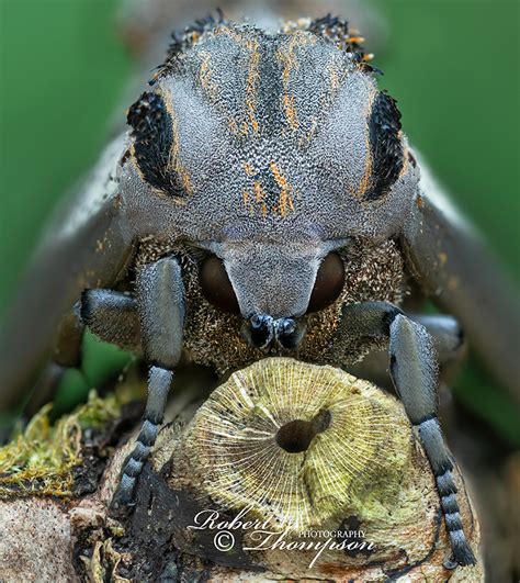 Apple Hawk Moth Langia Zenzeroides Formosana Robert Thompson