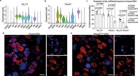 Piezo2 Is Depleted From Nociceptors Using The Marker NaV1 8 A B