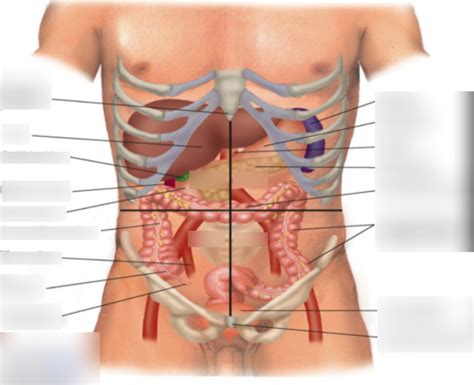 EMT Abdominal Quadrants And Organ Locations Diagram Quizlet