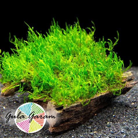 Jual Flame Moss Tanaman Air Aquascape Low CO2 Media Lempeng Pakis Hias