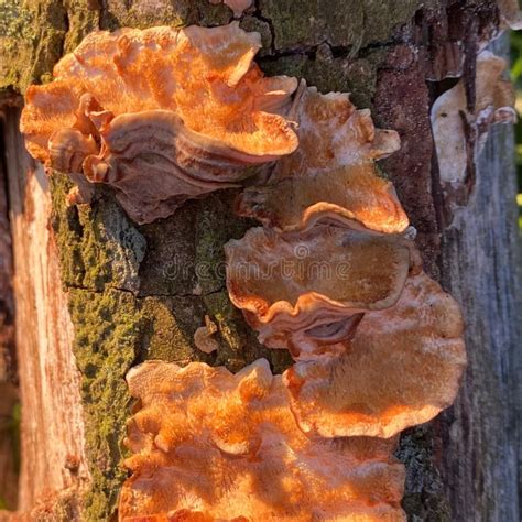 Sternum Hirsutum Hairy Curtain Crust Leaf Fungus Stock Photo