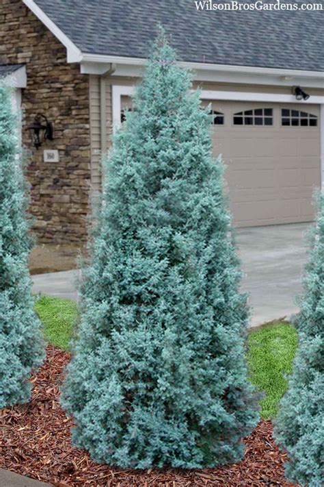 Buy Blue Ice Cypress | FREE SHIPPING | Wilson Bros Gardens