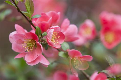 Japanese Quince Growing Profile