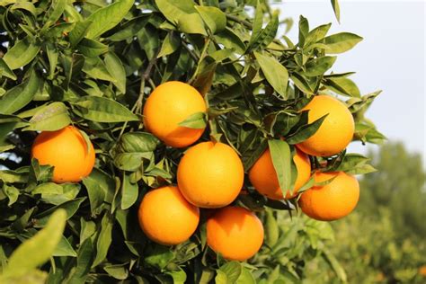 Naranjas Campo De Naranjos Naranja Rodajas De Naranja Campo