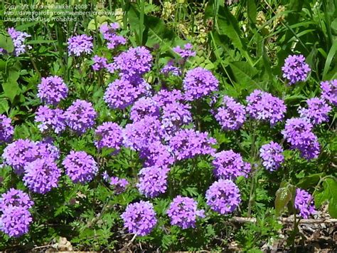 Plantfiles Pictures Glandularia Species Rose Verbena Clump Verbena Homestead Verbena