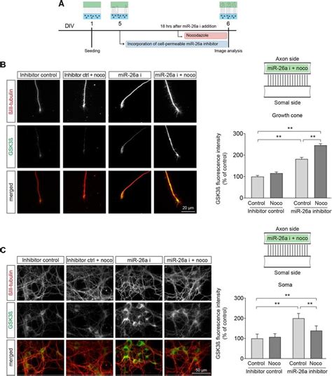 Retrograde Transport Of Locally Translated Gsk3β After Inhibition Of