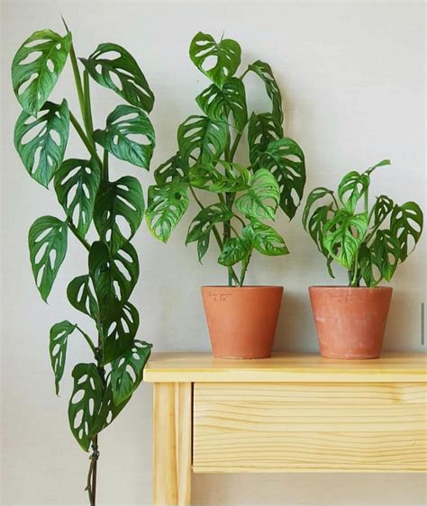 Various Types Of Monstera Plants For Tropical Style Home Interiors Thegardengranny