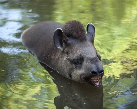 434 Funny Tapir Stock Photos Free And Royalty Free Stock Photos From