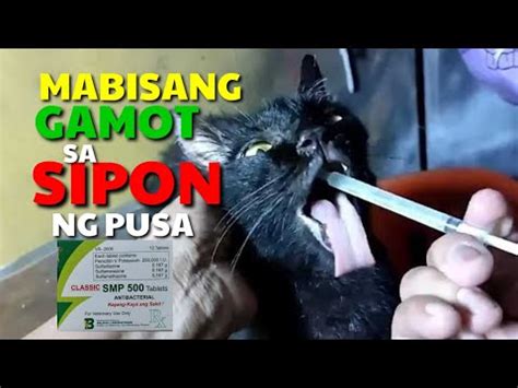 Smp Mabisang Gamot Sa Sipon Ng Pusa I Da Hustler S Tv Youtube