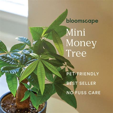 Buy Potted Mini Money Tree Indoor Plant Bloomscape Money Tree Plant