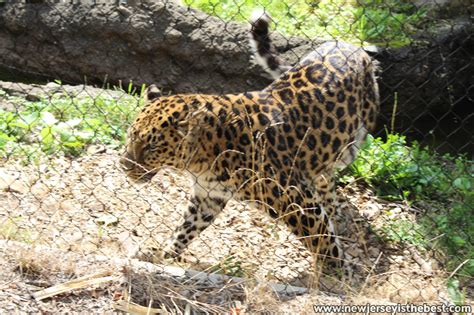 Amur Leopard At The Turtle Back Zoo New Jersey Is The Best