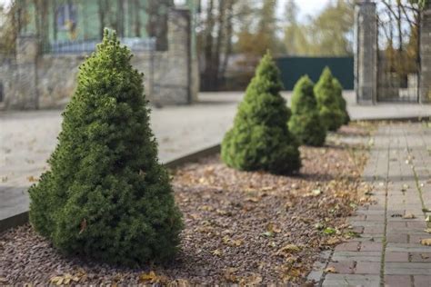 Evergreen Trees Landscaping Types Of Evergreen Trees Arborvitae